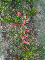 Ixora