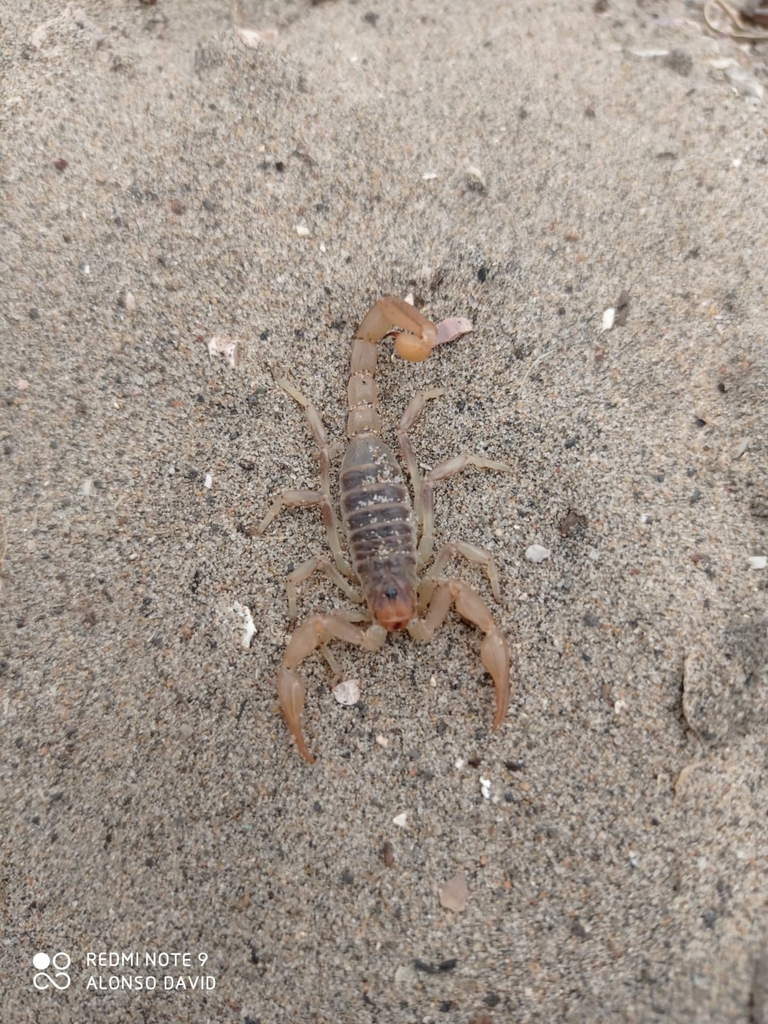 Paruroctonus arnaudi