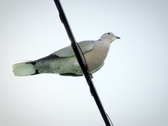 Streptopelia decaocto