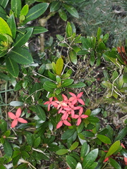 Ixora