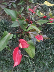 Anthurium