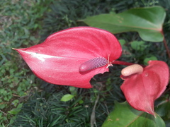 Anthurium