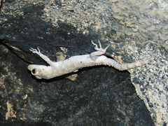 Mediodactylus heterocercus