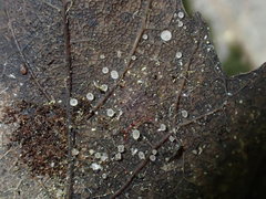 Fuscolachnum misellum