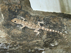 Mediodactylus heterocercus