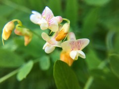 Lathyrus delnorticus