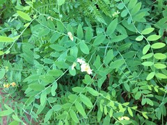 Lathyrus delnorticus