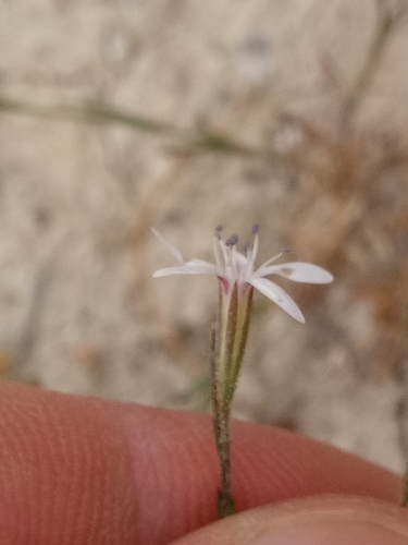 Dianthus illyricus image