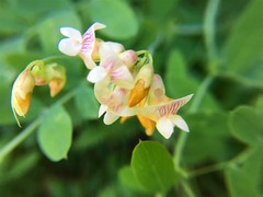 Lathyrus delnorticus