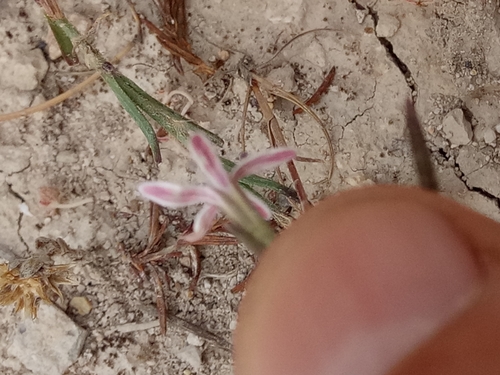 Dianthus illyricus image