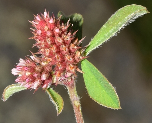 Trifolium striatum iNat (1)