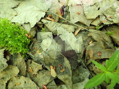 Fuscolachnum misellum