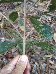 Triflorensia ixoroides