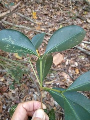Triflorensia ixoroides