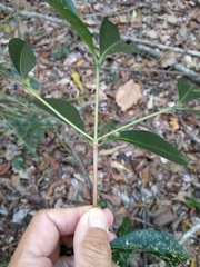 Triflorensia ixoroides
