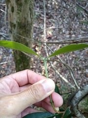 Triflorensia ixoroides