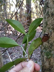 Triflorensia ixoroides