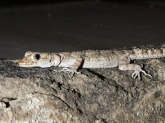 Mediodactylus heterocercus