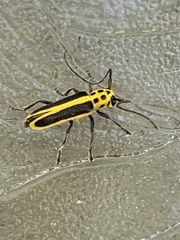 Saperda puncticollis