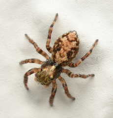 Pseudeuophrys lanigera