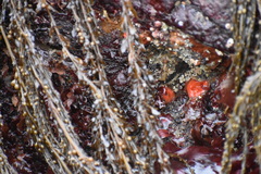 Cnemidocarpa finmarkiensis