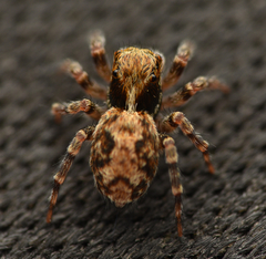 Pseudeuophrys lanigera