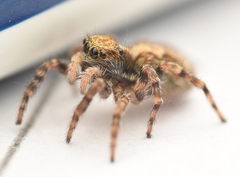 Pseudeuophrys lanigera