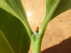 Triflorensia ixoroides