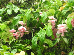 Medinilla magnifica