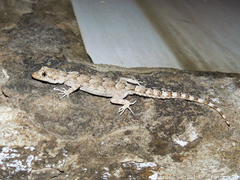 Mediodactylus heterocercus
