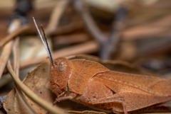 Tomonotus ferruginosus