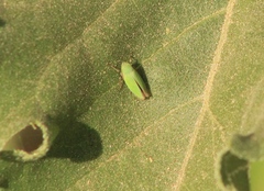 Draeculacephala minerva