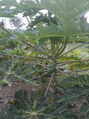 Caricaceae