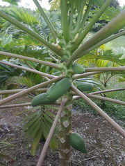 Caricaceae