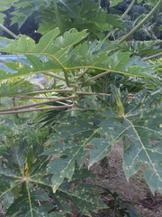 Caricaceae