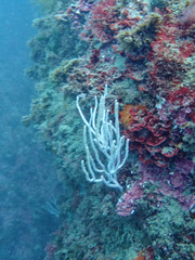 Eunicella singularis