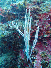 Eunicella singularis