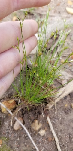 toad rush (Juncus bufonius)