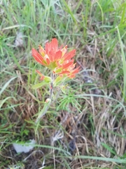 Castilleja coccinea