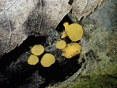 Hymenoscyphus repandus