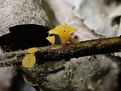 Hymenoscyphus repandus