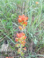 Castilleja coccinea