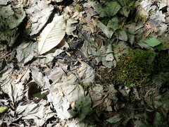 Hymenoscyphus repandus