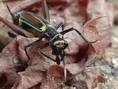 Phylloscyrtus