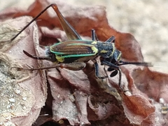 Phylloscyrtus