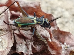 Phylloscyrtus