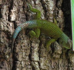 Sceloporus