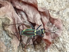Phylloscyrtus