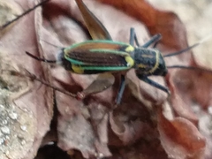 Phylloscyrtus