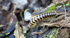 Rudiloria
